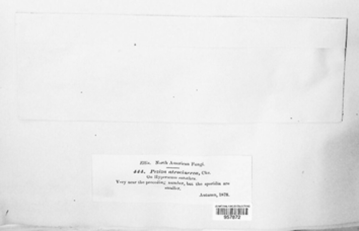 Pyrenopeziza polygoni image